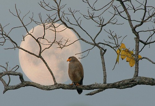 Красота вьетнамских лесов глазами фотографов - ảnh 8