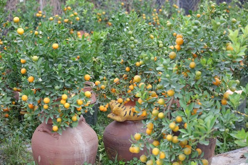 Декоративные кумкваты в ремесленной деревне Тылиен на фоне эпидемии Covid-19  - ảnh 1