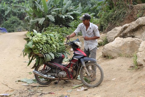 Nông dân vùng biên Huổi Luông, Lai Châu thoát nghèo nhờ trồng chuối - ảnh 2