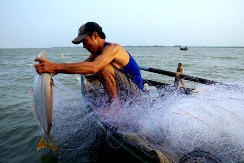 Về cồn An Lộc săn cá bông lau sông Hậu - ảnh 9