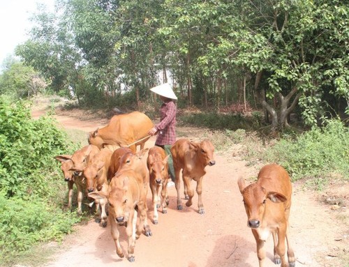 Tăng cường biện pháp ứng phó với rét đậm, rét hại - ảnh 1