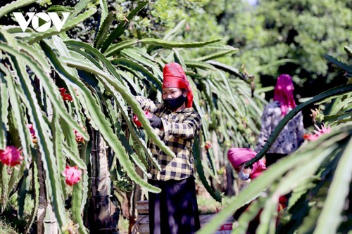 Sơn La xuất khẩu 10 tấn thanh long ruột đỏ sang thị trường Nga - ảnh 1