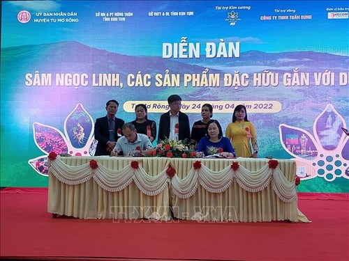 Tỉnh Kontum đưa sâm Ngọc Linh thành sản phẩm du lịch - ảnh 1