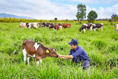 Mộc Châu phát triển du lịch gắn với nông nghiệp - ảnh 2