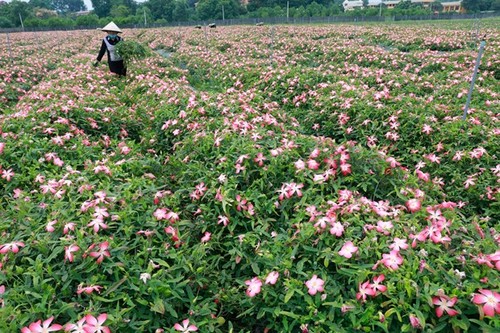 Lần đầu tiên sâm Bố Chính hữu cơ được ứng dụng vào mỹ phẩm - ảnh 2