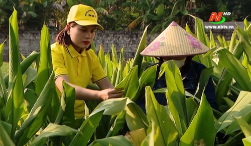 Phụ nữ khởi nghiệp phát triển dược liệu xanh - ảnh 1