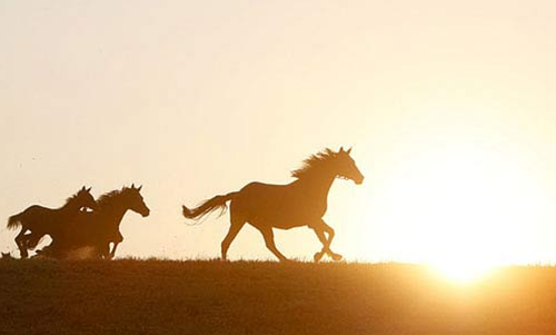 Lý ngựa ô – Khi một vó ngựa đi qua ký ức - ảnh 1