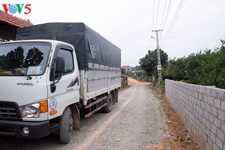 Keindahan taman buah jeruk di kabupten Luc Ngan, propinsi Bac Giang - ảnh 7