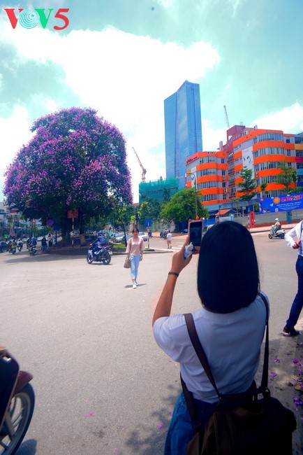 Bunga-bunga musim panas mekar di jalan-jalan kota Hanoi - ảnh 2