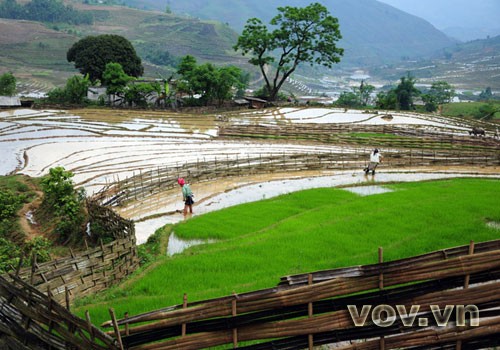 Terraced fields - ảnh 10