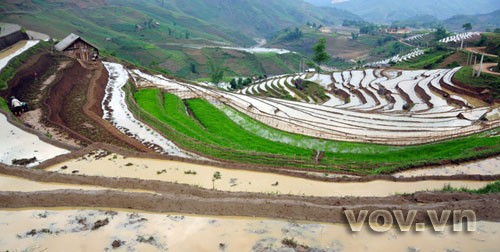 Terraced fields - ảnh 4