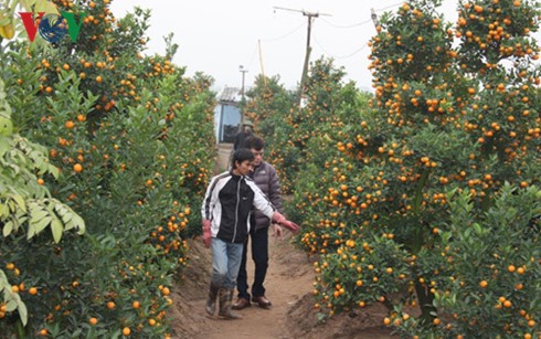 Supply of ornamental trees and flowers for Tet celebrations - ảnh 2