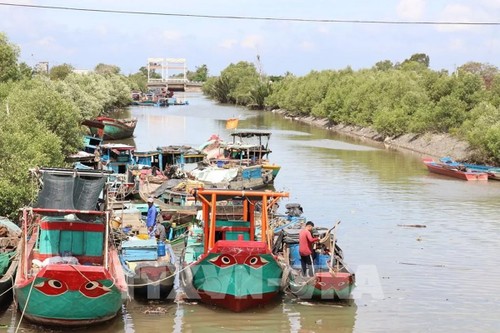 Dong Thap restructures fishing fleet toward sustainability - ảnh 1