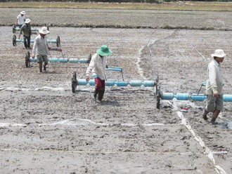 宁顺省转换种植结构  适应干旱状况 - ảnh 2