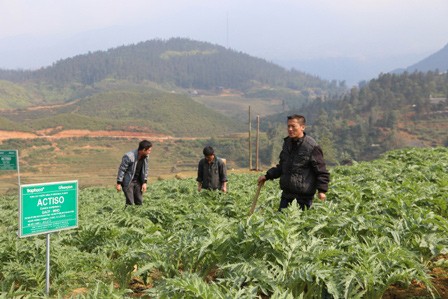 沙坝农民靠种植药材致富 - ảnh 2