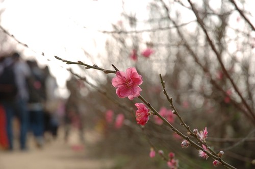 สวนดอกท้อสีชมพู "เญิดเติน" - ảnh 10