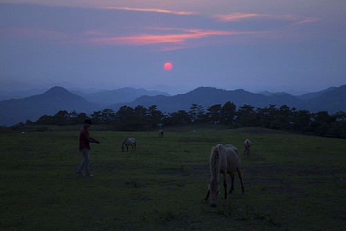 Белые лошади на холме Хаусао провинции Лангшон - ảnh 14