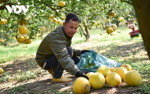 Сезон сбора помело в деревне Зиен - ảnh 12