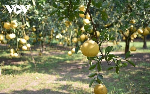 Сезон сбора помело в деревне Зиен - ảnh 4