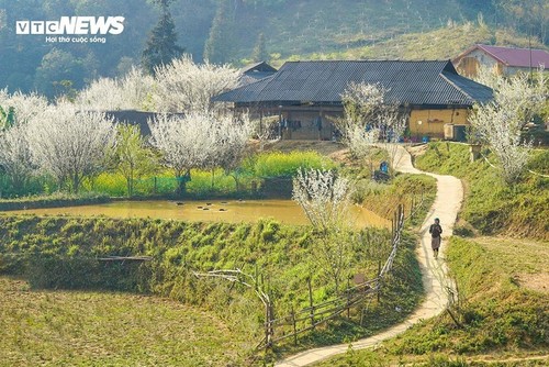 Умиротворительная красота плато Таванчу, украшенного белыми цветами сливы - ảnh 11