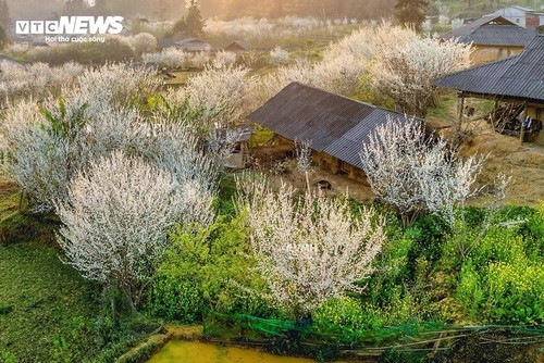 Умиротворительная красота плато Таванчу, украшенного белыми цветами сливы - ảnh 1