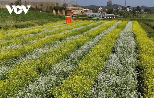 Зима на высокогорье Моктяу в цветах - ảnh 5