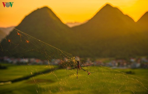 Bac Son rice fields turn yellow amid harvest season - ảnh 19