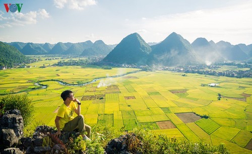 Bac Son rice fields turn yellow amid harvest season - ảnh 3