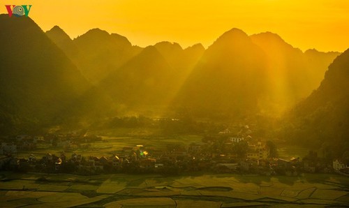 Bac Son rice fields turn yellow amid harvest season - ảnh 6