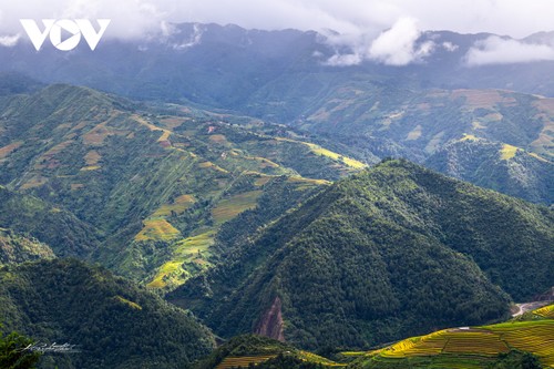 Ngây ngất trước vẻ đẹp ruộng bậc thang Mù Cang Chải mùa lúa chín - ảnh 5