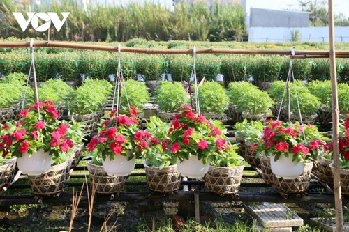 Pho Tho flower village in bloom just in time for Tet - ảnh 7
