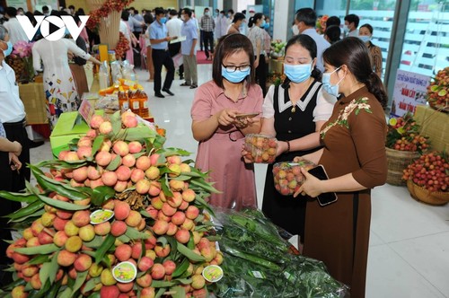 Người tiêu dùng tiếp cận với vải thiều Thanh Hà bằng nhiều hình thức mới - ảnh 3