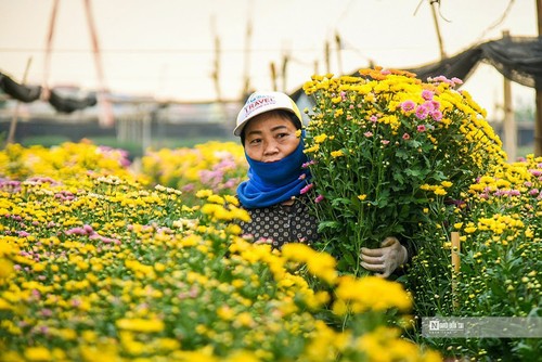 Làng hoa Tây Tựu tất bật vào vụ Tết Nguyên đán Quý Mão 2023 - ảnh 7