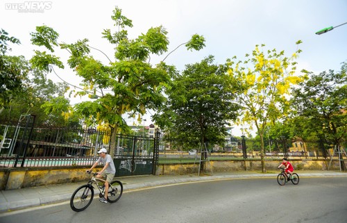 Muồng hoàng yến nhuộm vàng Thủ đô - ảnh 6