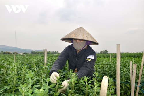 Màu no đủ ở làng hoa lớn nhất Quảng Ninh - ảnh 11