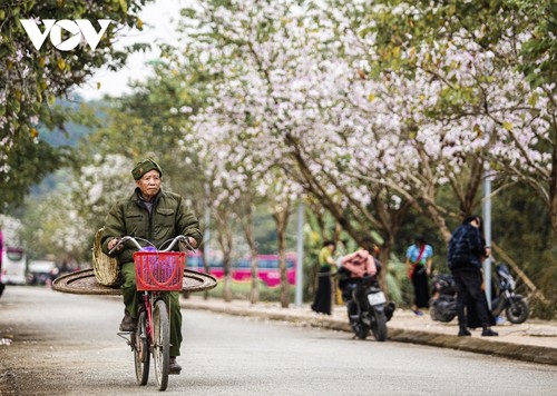 Hoa ban đua nở, mời gọi du khách đến với Điện Biên - ảnh 13