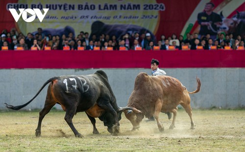 Tưng bừng xem hội chọi bò Bảo Lâm - ảnh 11