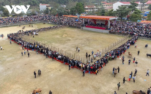 Tưng bừng xem hội chọi bò Bảo Lâm - ảnh 14