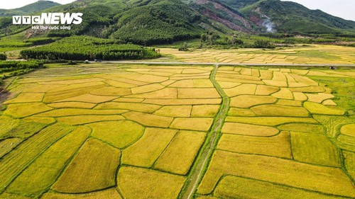 Mùa vàng trên những cánh đồng lúa đẹp như tranh vẽ ở Hà Tĩnh - ảnh 10