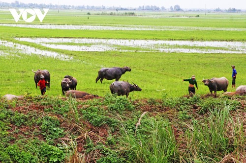 Nước tràn đồng, nhớ mùa len trâu - ảnh 15