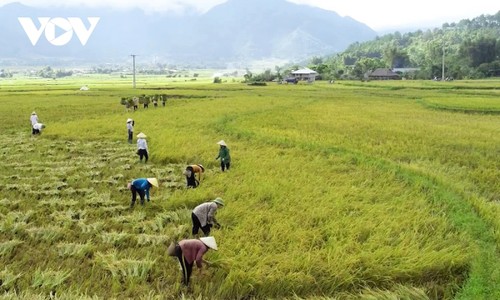 Nhộn nhịp mùa vàng trên cánh đồng Mường Than, Lai Châu - ảnh 3