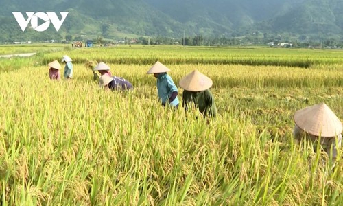 Nhộn nhịp mùa vàng trên cánh đồng Mường Than, Lai Châu - ảnh 4