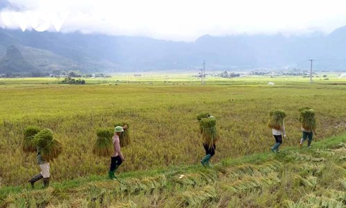 Nhộn nhịp mùa vàng trên cánh đồng Mường Than, Lai Châu - ảnh 8