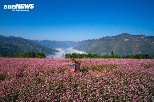 Thảo nguyên ở Hà Giang đẹp như 'Thụy Sĩ thu nhỏ' giữa mùa hoa tam giác mạch - ảnh 2