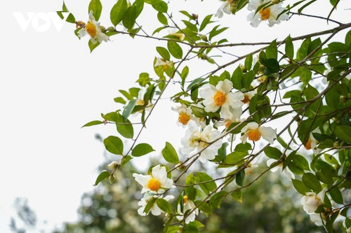 Hoa sở nở trắng rừng trên biên giới Quảng Ninh - ảnh 2