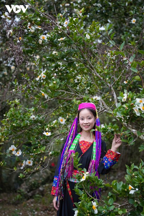 Hoa sở nở trắng rừng trên biên giới Quảng Ninh - ảnh 3