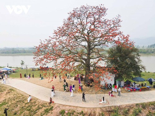 Du khách nô nức chụp ảnh bên cây gạo hơn 200 tuổi nở hoa rực rỡ ở Bắc Giang - ảnh 1