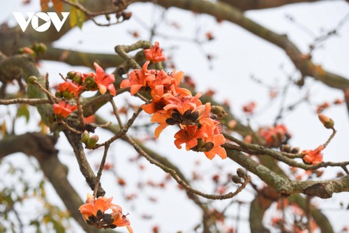 Du khách nô nức chụp ảnh bên cây gạo hơn 200 tuổi nở hoa rực rỡ ở Bắc Giang - ảnh 6