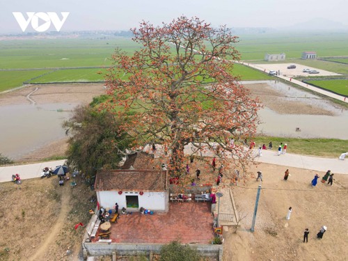 Du khách nô nức chụp ảnh bên cây gạo hơn 200 tuổi nở hoa rực rỡ ở Bắc Giang - ảnh 8