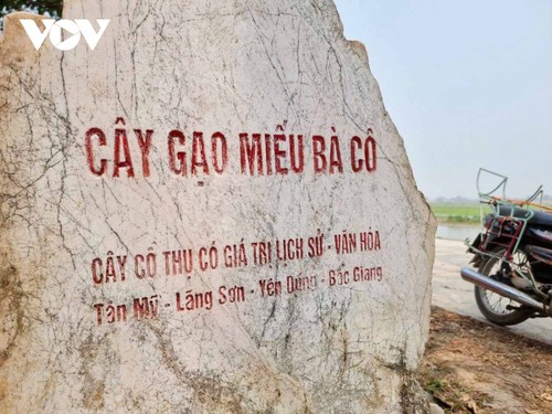 Du khách nô nức chụp ảnh bên cây gạo hơn 200 tuổi nở hoa rực rỡ ở Bắc Giang - ảnh 9